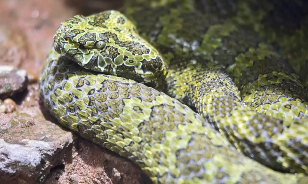 Мангшанская гадюка (Protobothrops mangshanensis)