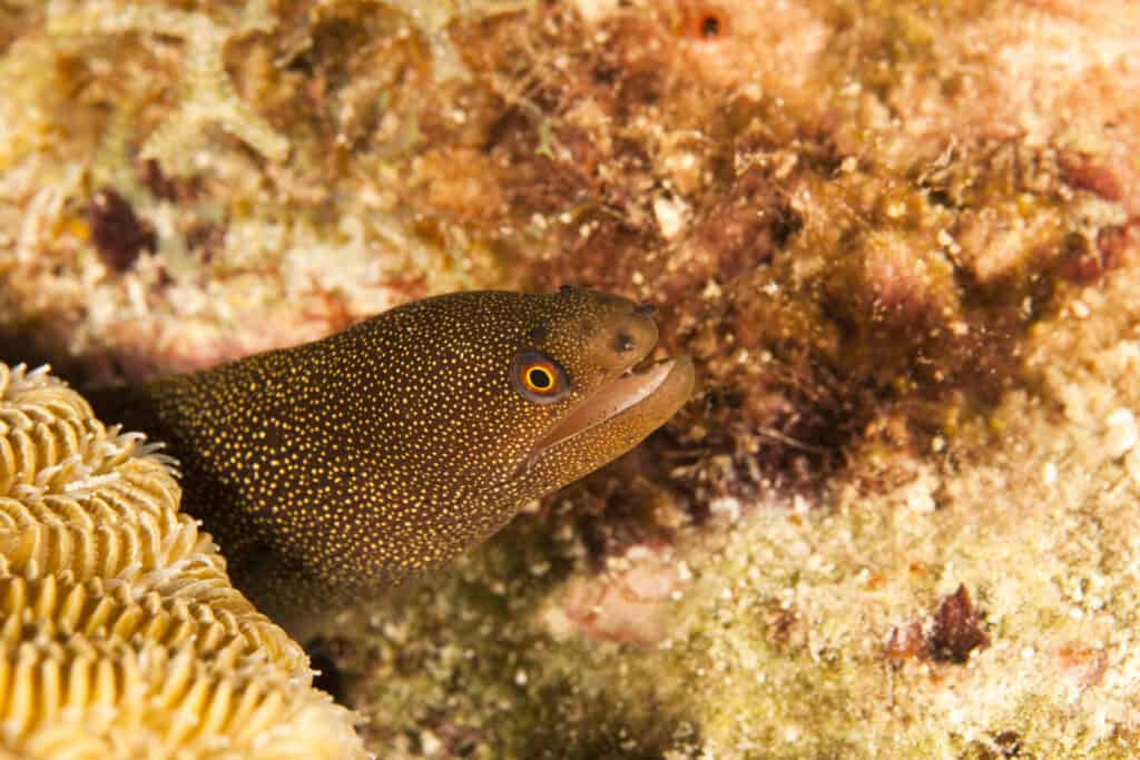 A banana eel on a coral reef