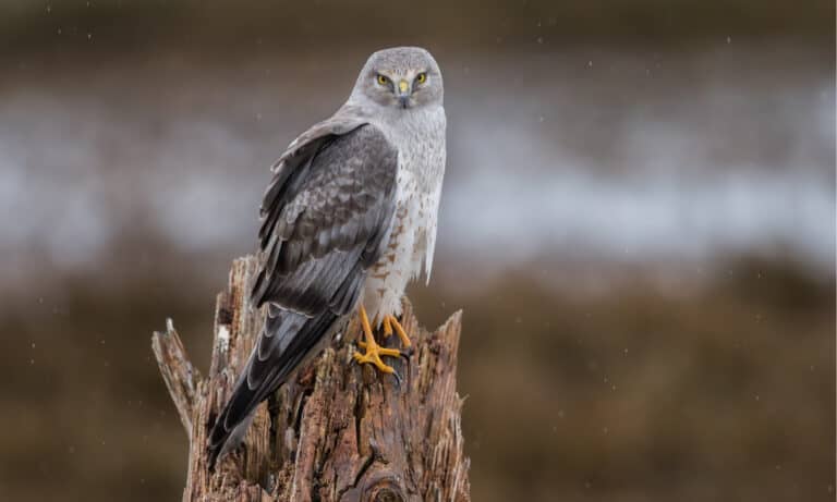 A Northern Harrier sitting on a tree stump