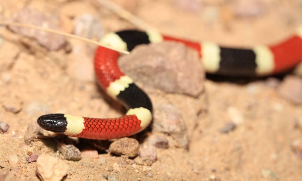A Sonoran coral snake crawling over sandy desert