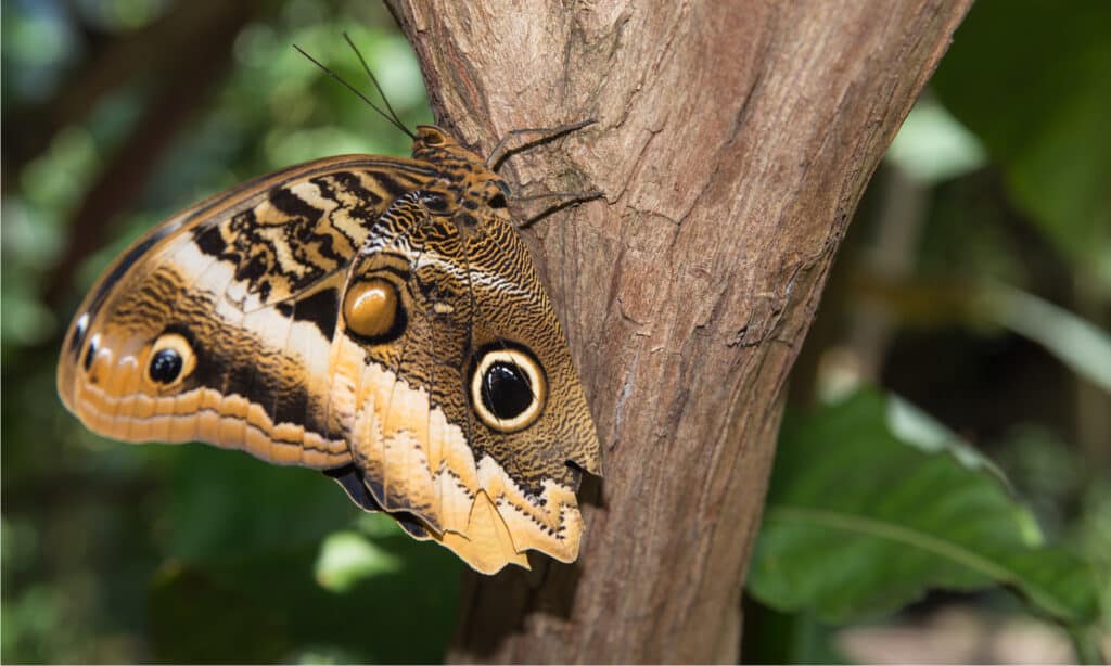 Owl Butterflies