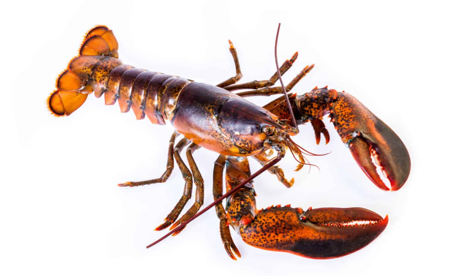 Cold Water vs Warm Water Lobsters What's the Difference? AZ Animals