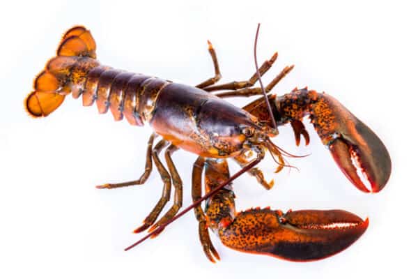 Raw canadian lobster on white background for tom yum goong