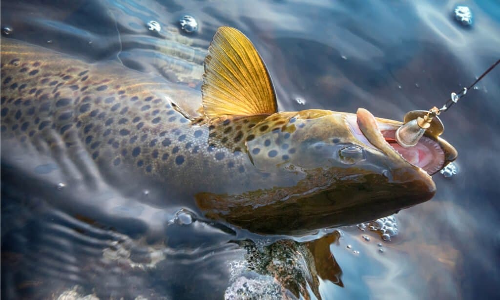 A bull trout with a hook in its mouth. 