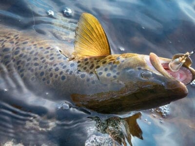 A Salvelinus confluentus