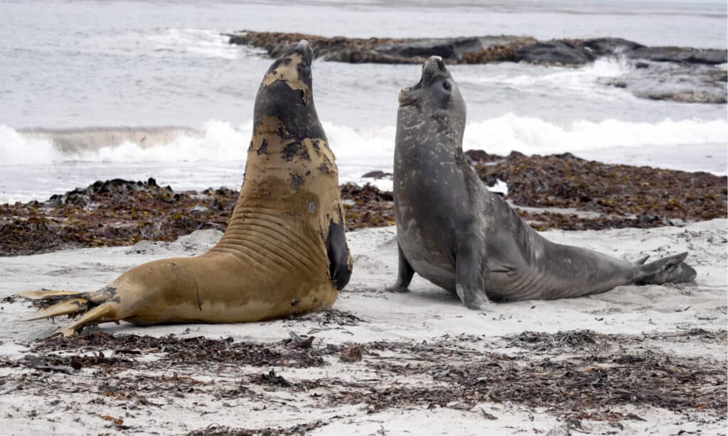 Sea Lion Island - Falkland Islands