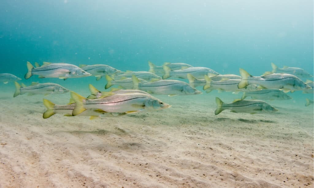 Snook Fish