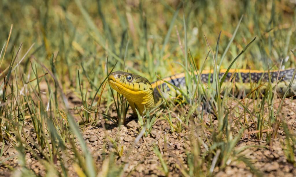 western aquatic garter snake