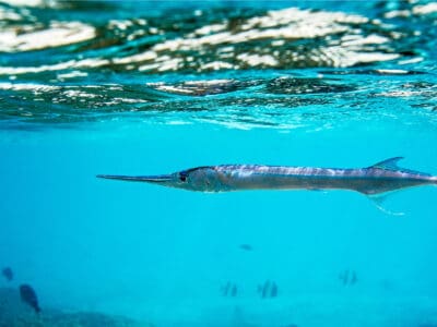 A Needlefish