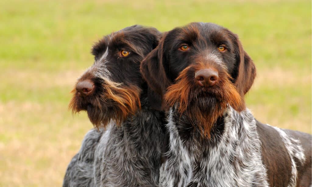 Wirehaired Pointing Griffon vs German Wirehaired Pointer