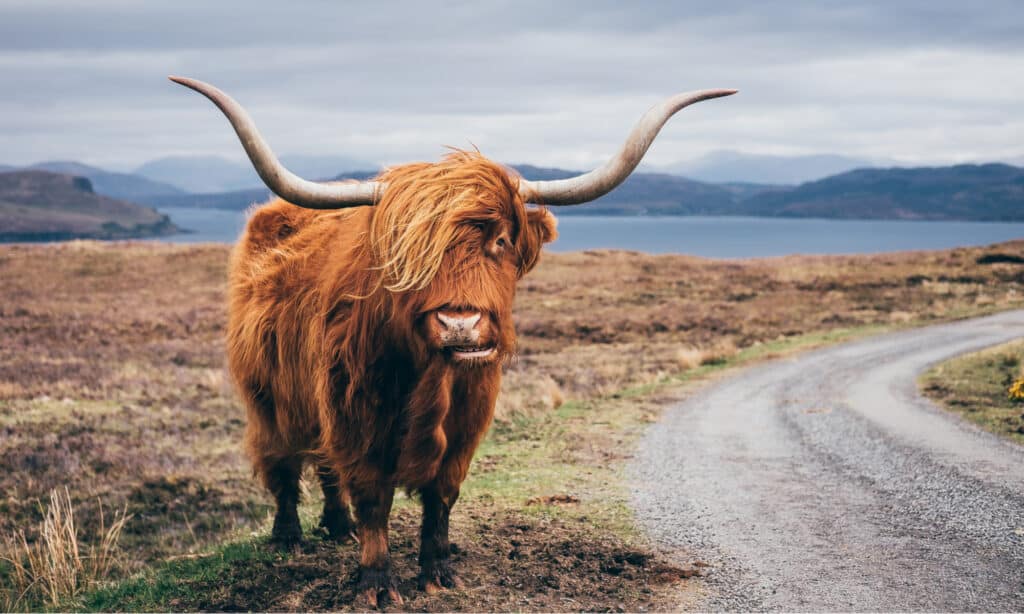 Highland Cow - Scottish Yak in Isle of Skye