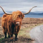 Highland cattle are noted for their long shaggy coats. 