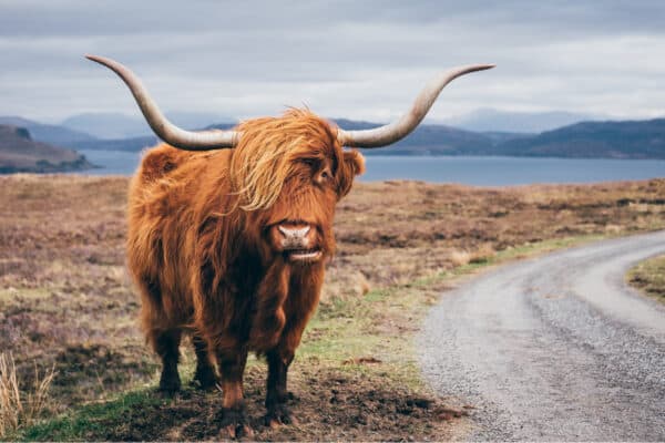 Highland cattle are noted for their long shaggy coats. 