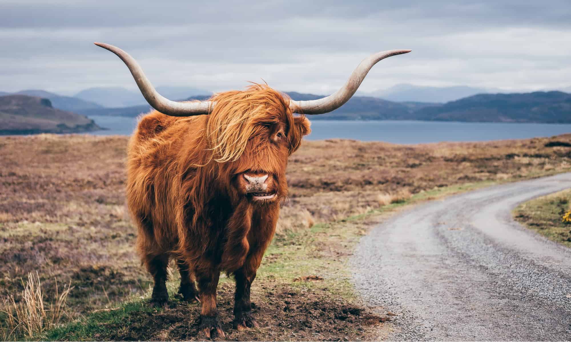 Highland Cow - Scottish Yak in Isle of Skye