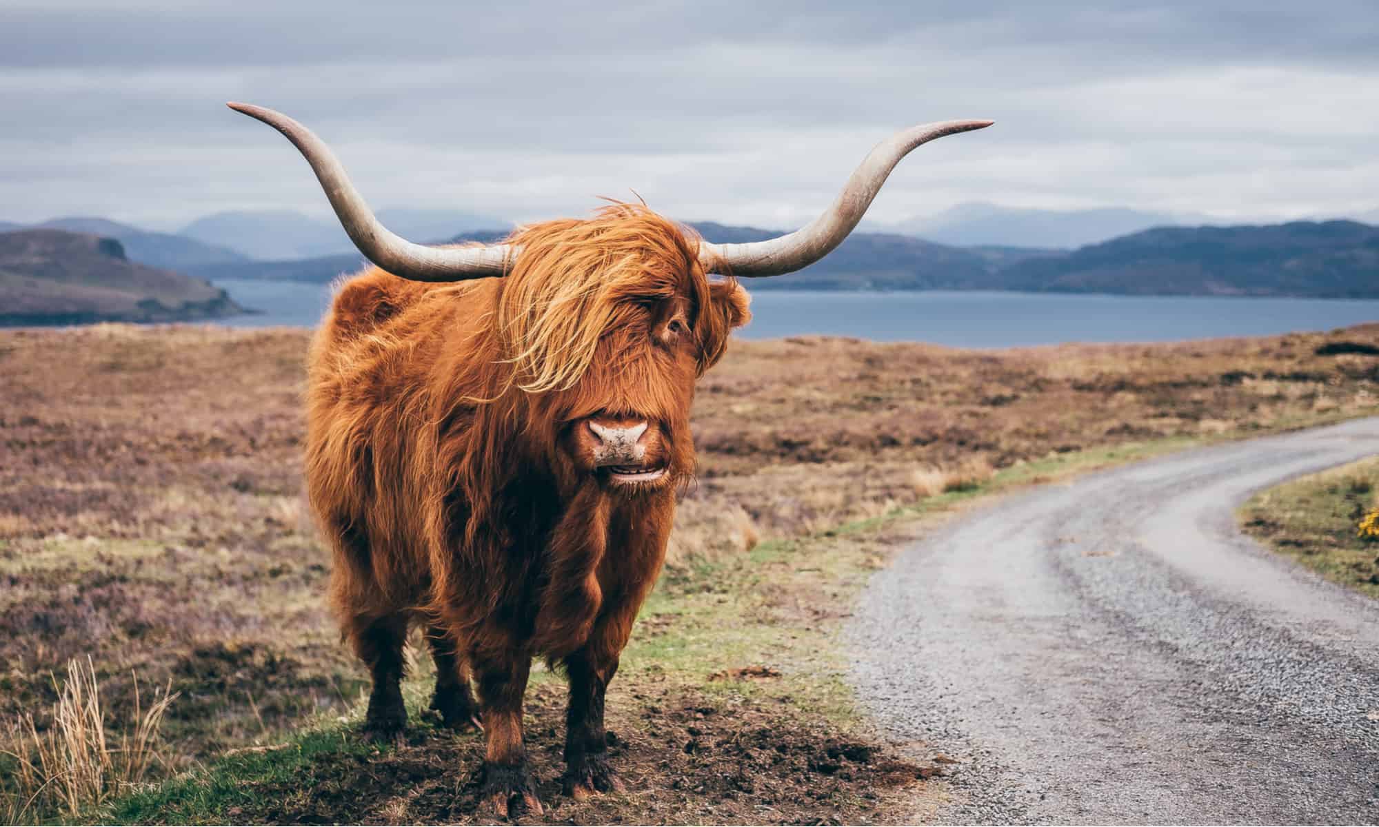 Yak vs Highland Cow - A-Z Animals