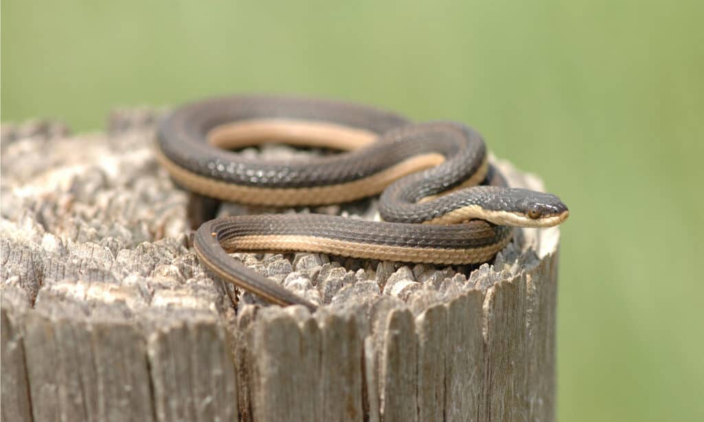 Graham’s Crayfish snakes are not dangerous but may release a foul smell if they are threatened.