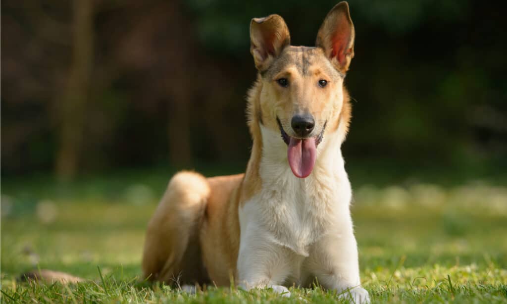 rough collie vs smooth collie