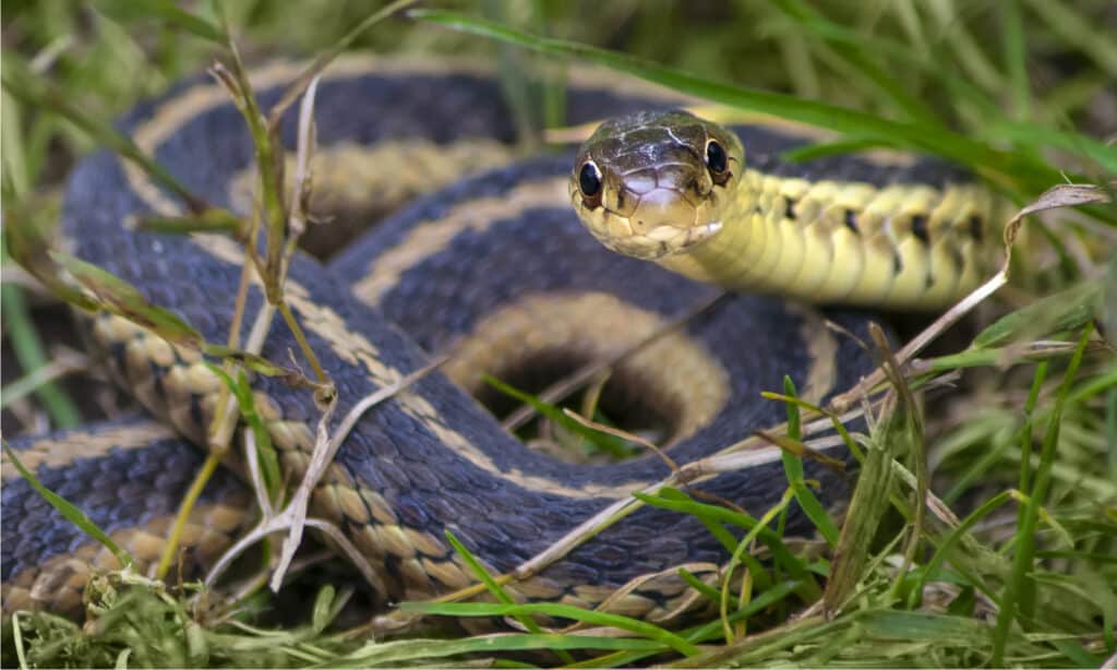 Garden Snake or Garter Snake