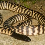 Black-Headed Python