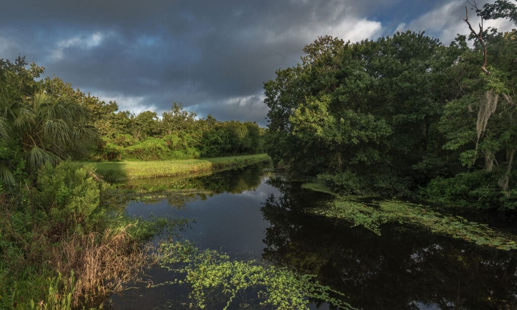 Sawgrass Lake