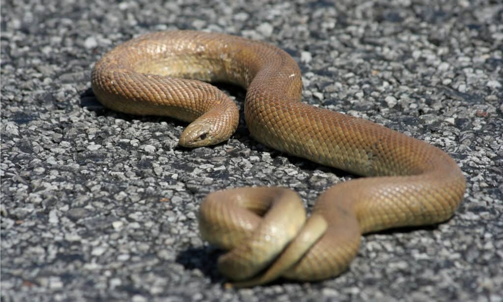 Mole Snake