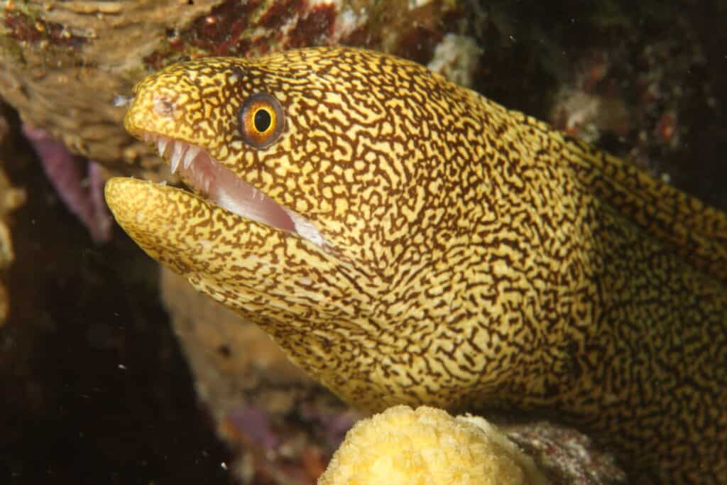 A banana eel displays its teeth