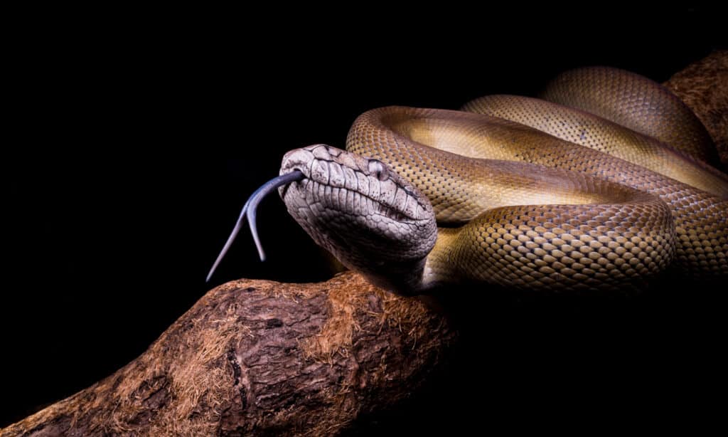 Largest Pythons - Papuana Python