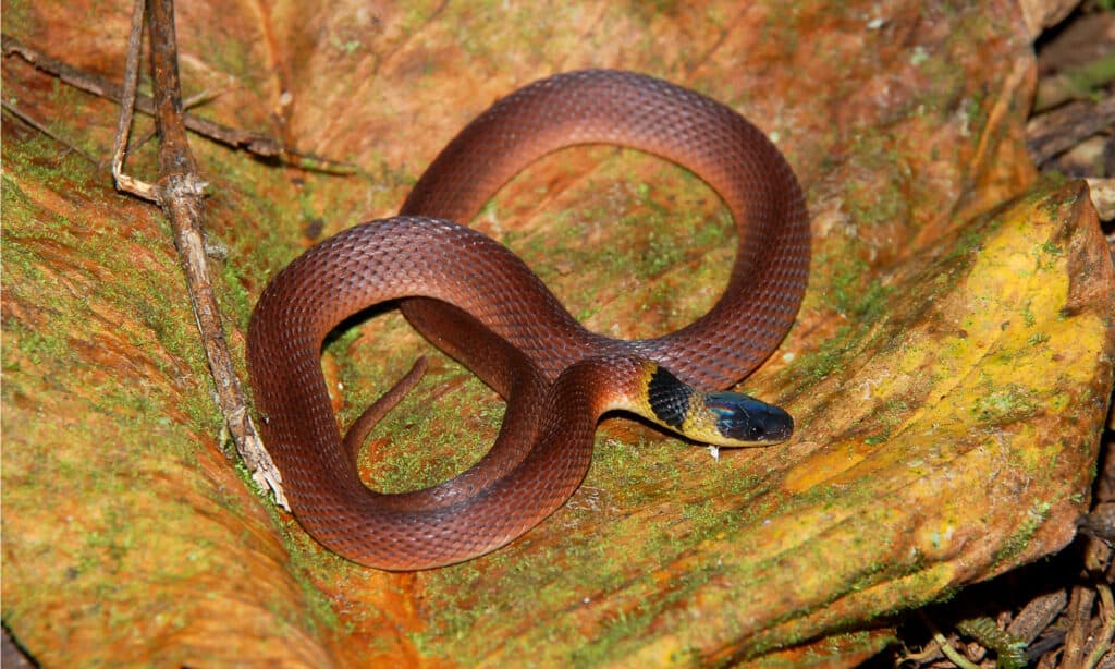 Red Coffee Snake 