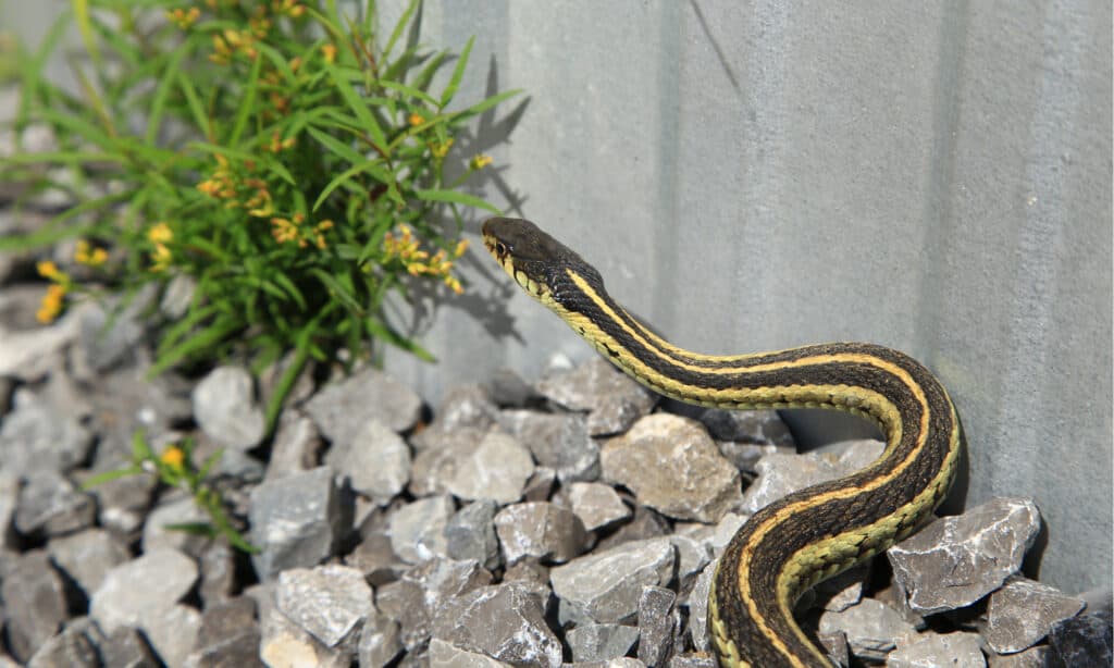 Garden Snake or Garter Snake