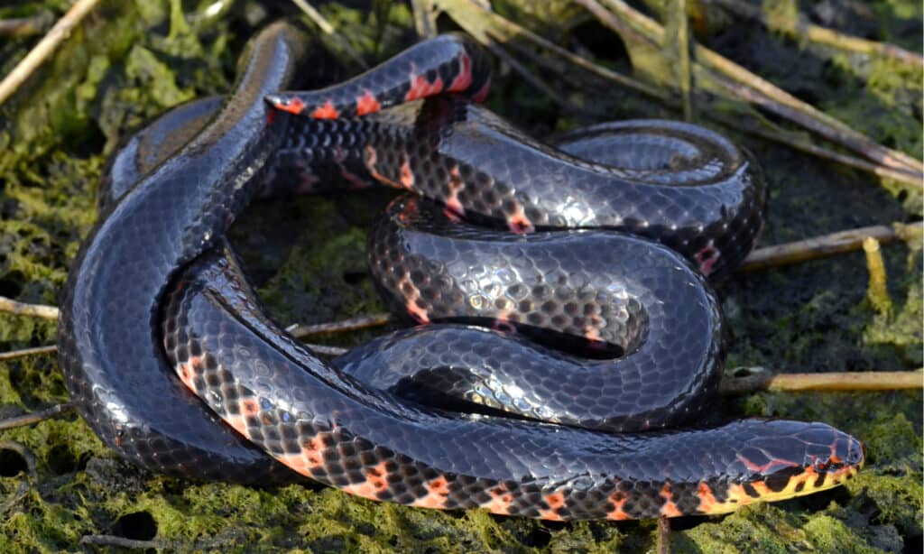 red bellied mud snake