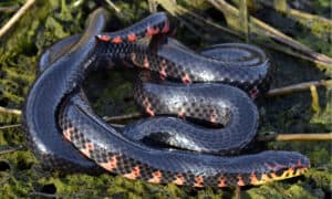 7 Black Snakes in Tennessee: One Is Dangerous! Picture