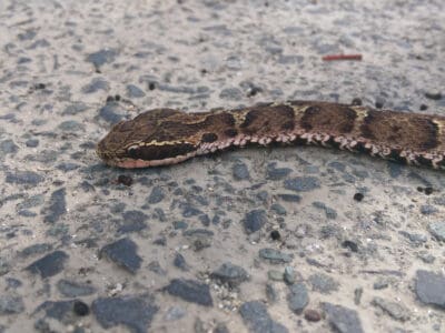 A Mamushi Snake