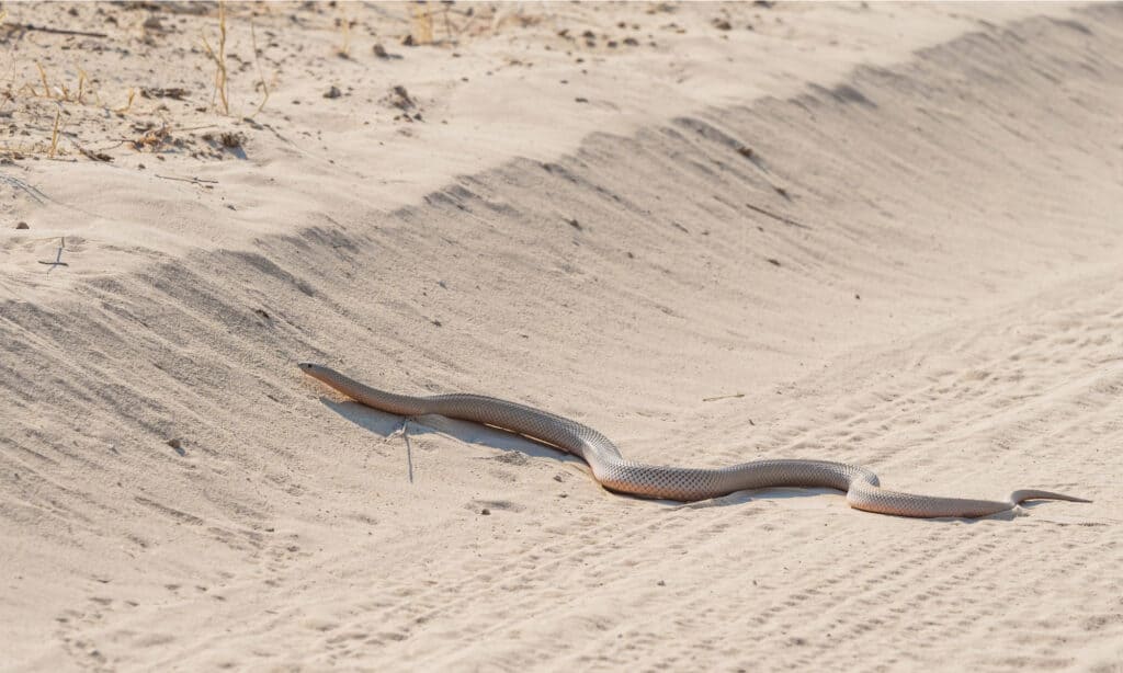 Mole Snake