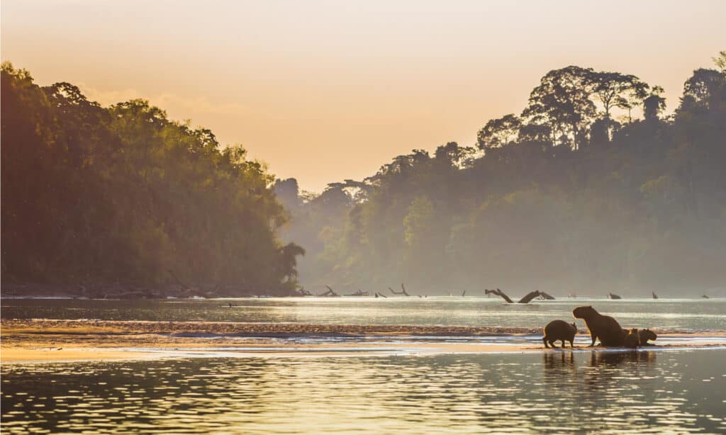 Amazon River with Capybaras