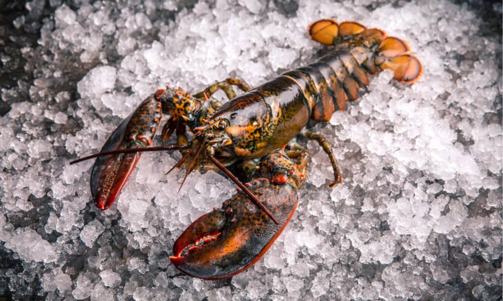 Lobster, Definition, Habitat, Diet, Species, & Facts