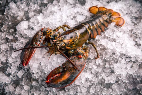 Raw lobster on ice on a black stone table top view