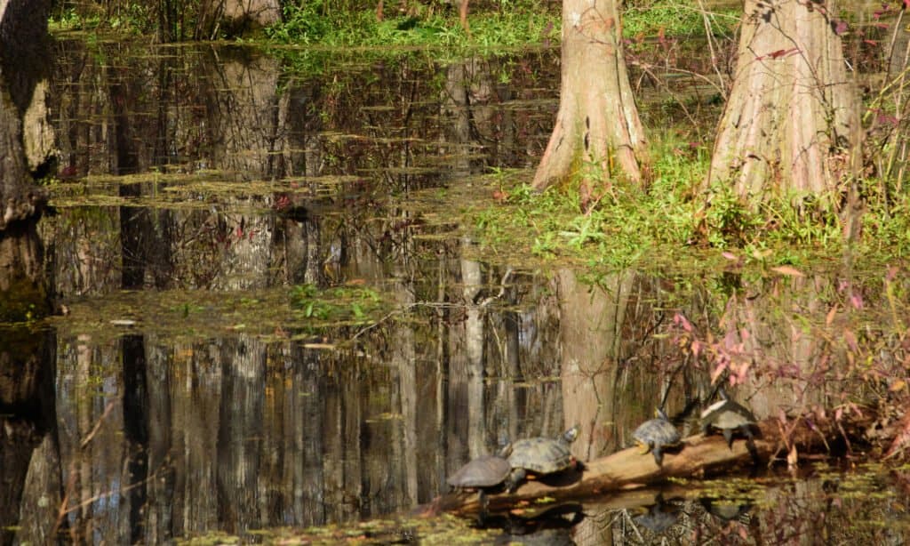 Bogue Chitto National Wildlife Refuge