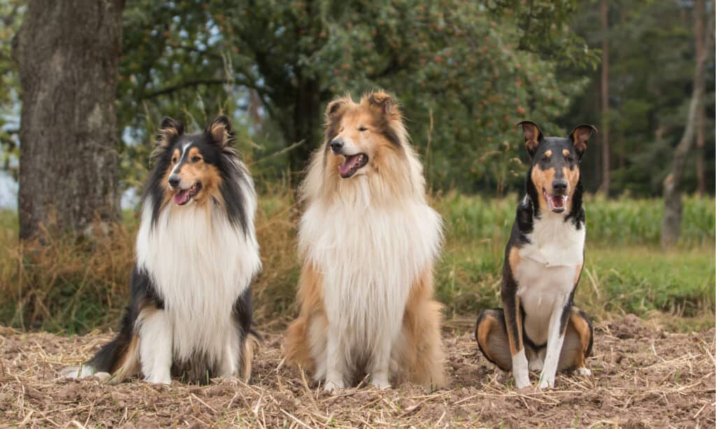 rough collie vs smooth collie