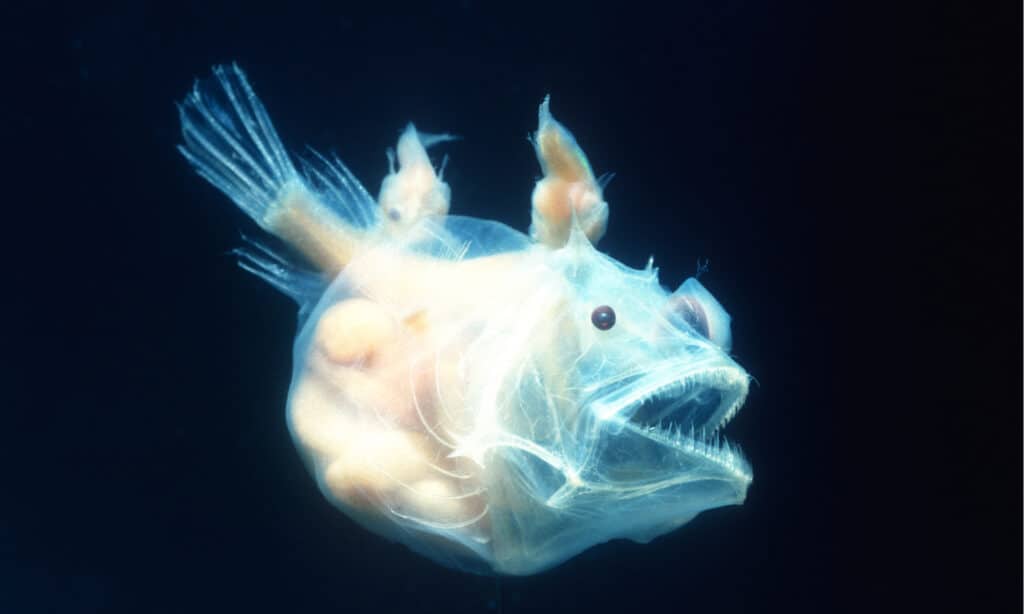 Anglerfish - Cá cái với Nam đi kèm