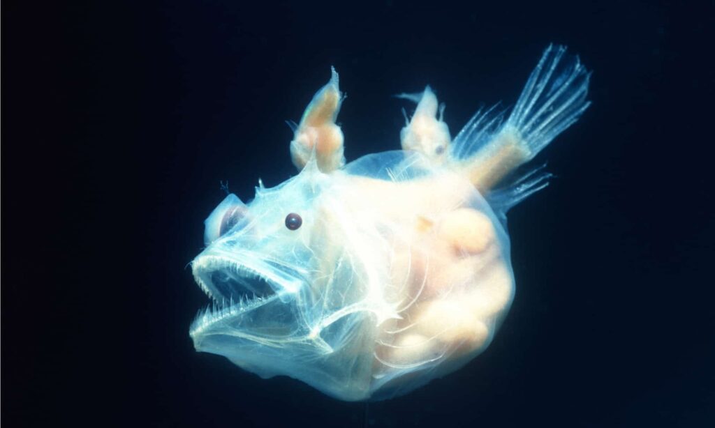 The frightening anglerfish has been around for as long as New England's underwater volcanos.