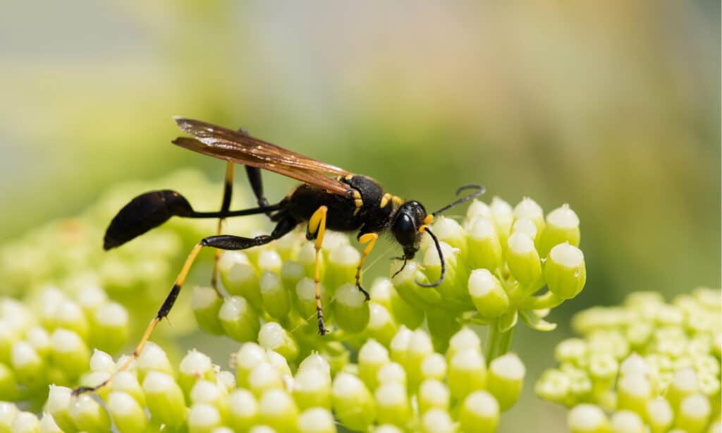 mud dauber 2