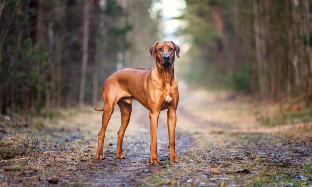 Rhodesian Ridgeback