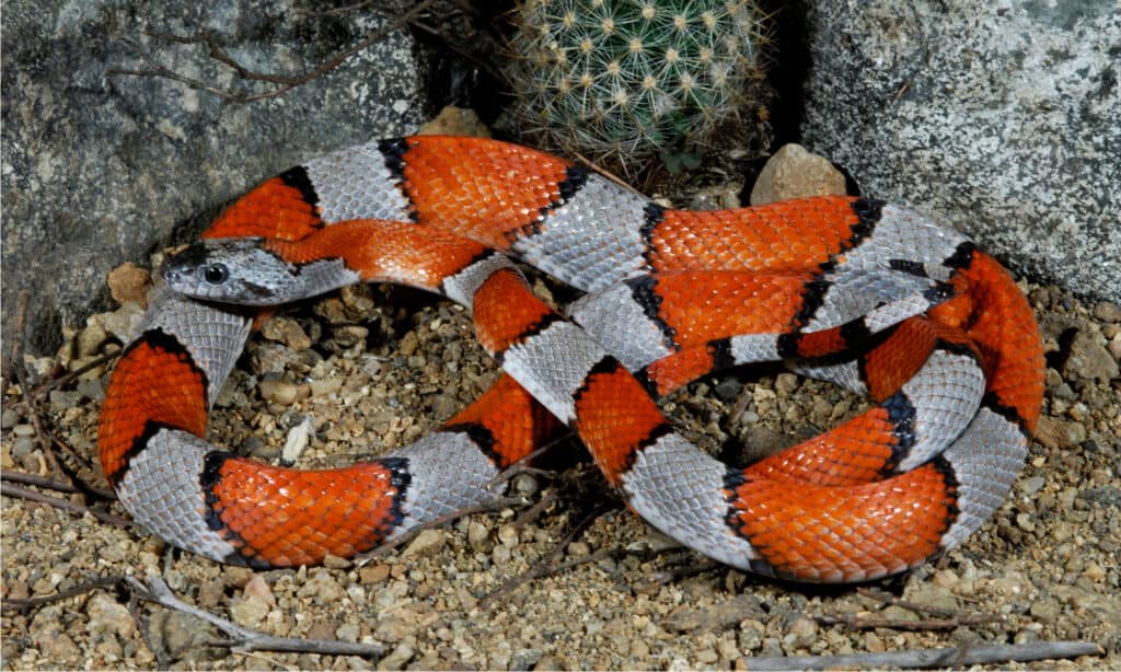 Gray-Banded Kingsnake