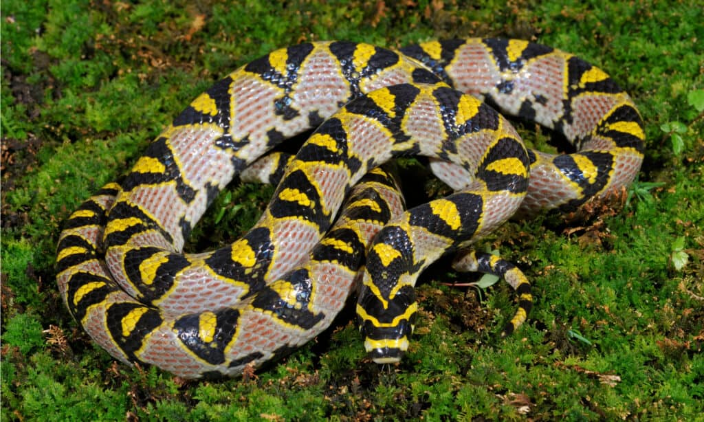 Mandarin Rat Snake or Mandarin Ratsnake