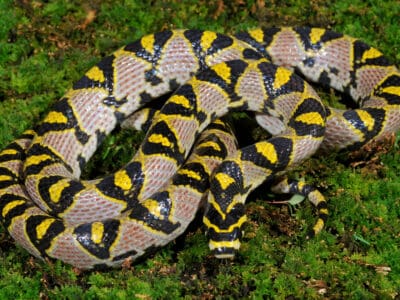 A Mandarin Rat Snake