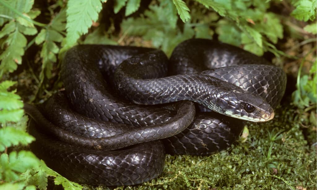 Black Snake With White Stripes In Nc