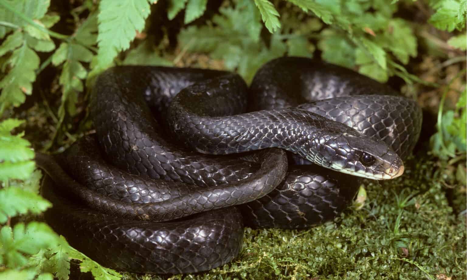 7 Black Snakes in Tennessee: One Is Dangerous! - A-Z Animals