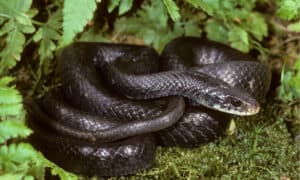 6 Black Snakes in Michigan Picture