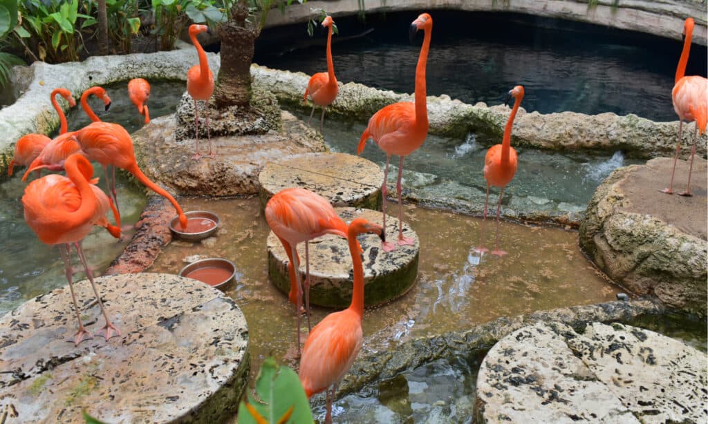 Flamencos en el Dallas World Aquarium