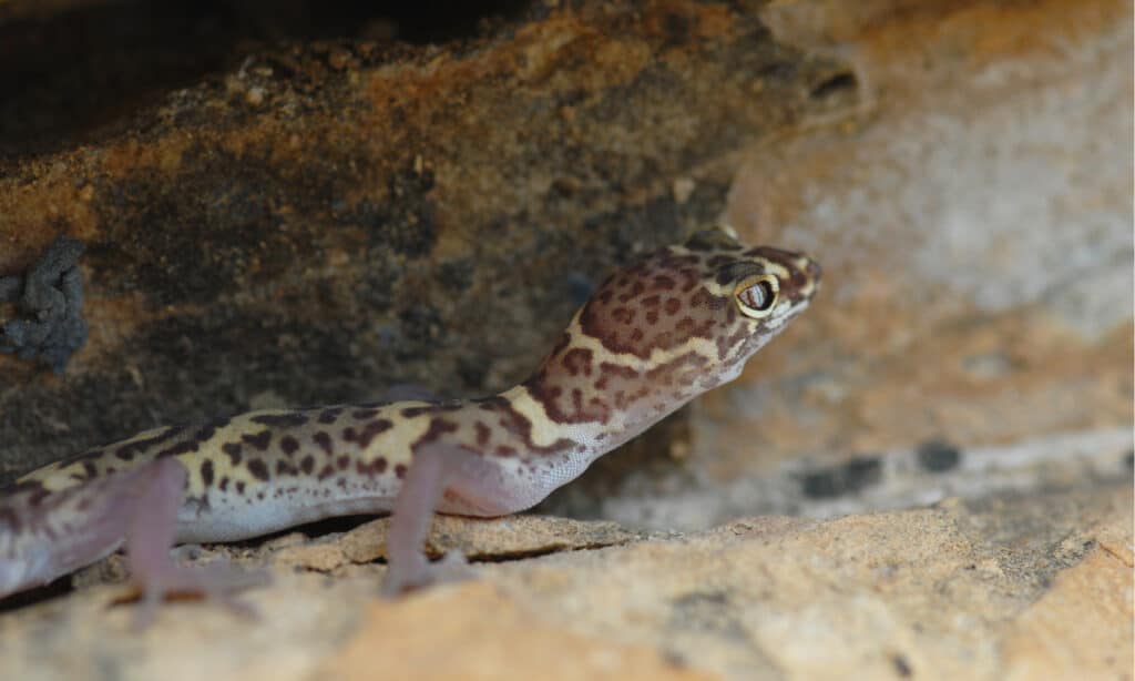 Geckos in Texas - Texas Banded Gecko